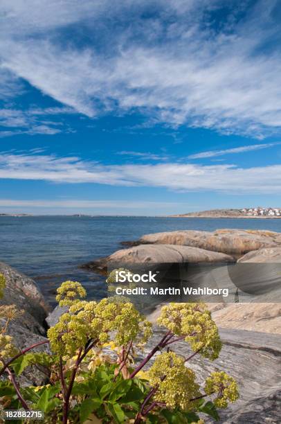 Ogród Angelika - zdjęcia stockowe i więcej obrazów Dzięgiel - Dzięgiel, Natura, Archipelag