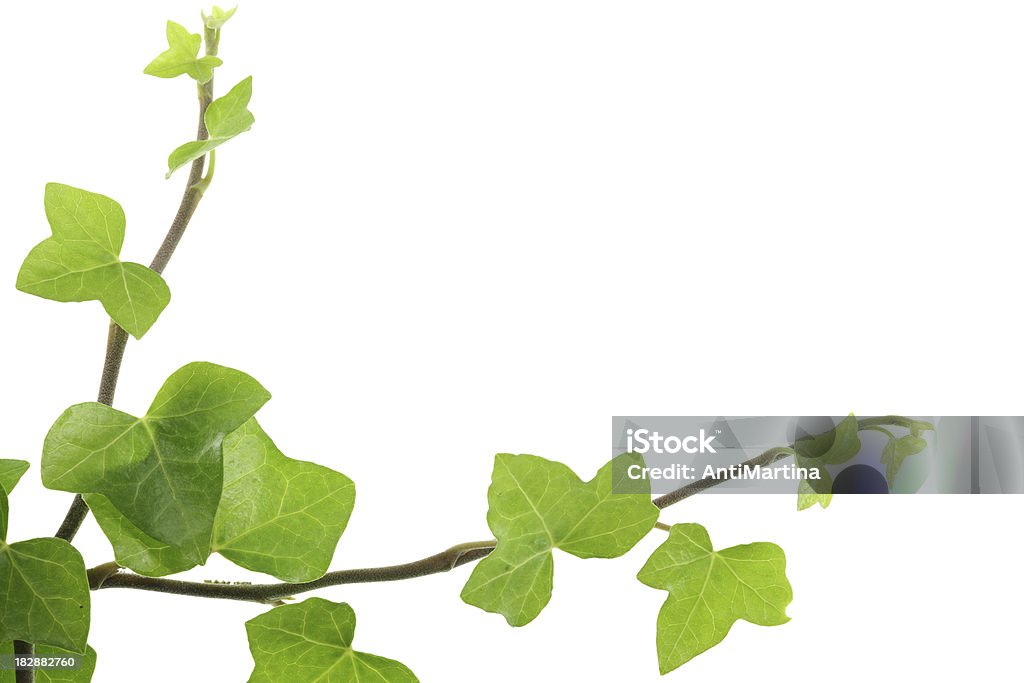 ivy (hedera hélice frontera Aislado en blanco - Foto de stock de Fondo blanco libre de derechos