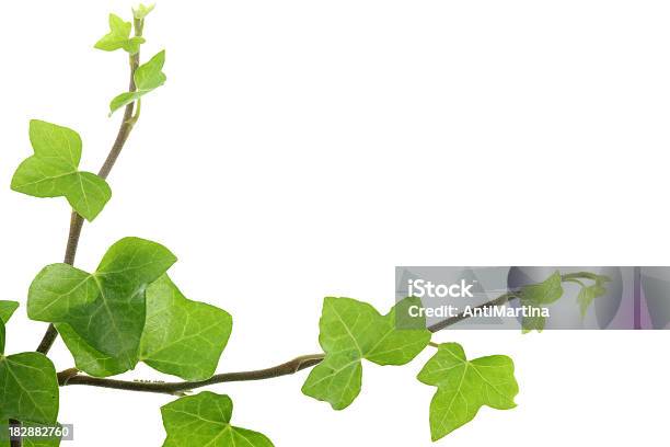 Ivy Hedera Hélice Frontera Aislado En Blanco Foto de stock y más banco de imágenes de Fondo blanco - Fondo blanco, Hiedra, Blanco - Color