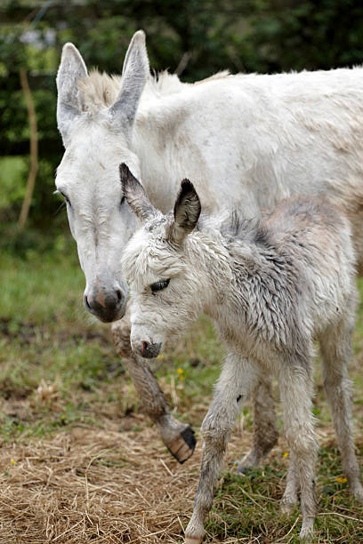 istock Donkeys mother and foal standing 182882835