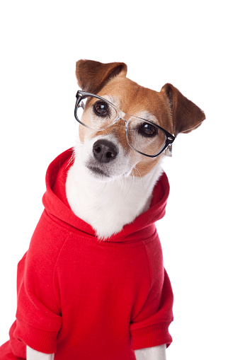 Half length photograph of a cute purebred Jack Russell Terrier wearing a red hoodie and glasses against a white background; copy space 