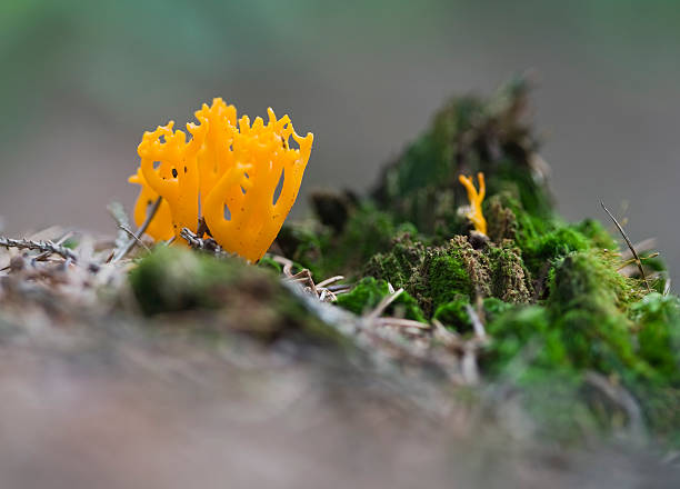 clavaria flava - musgo apretado fotografías e imágenes de stock