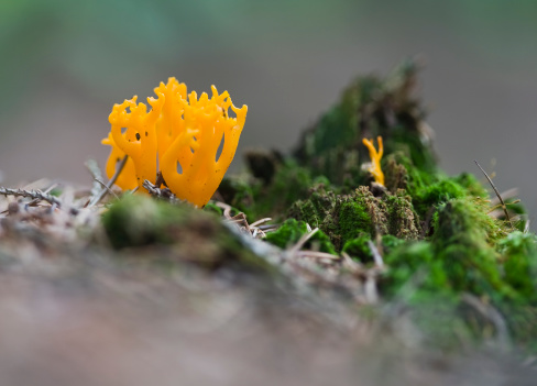 yellow mushroom culture on mossy ground in the forest