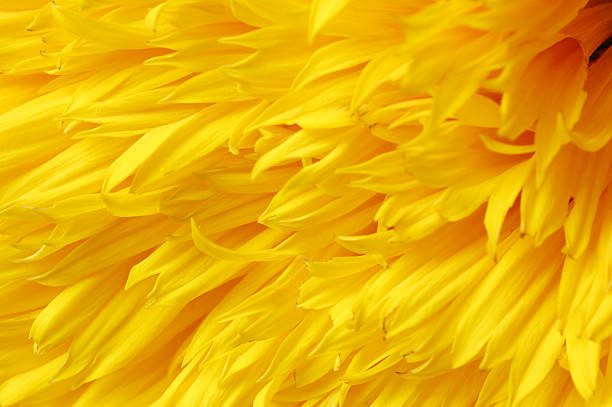 istock macro shot of Sunflower petals 182883118