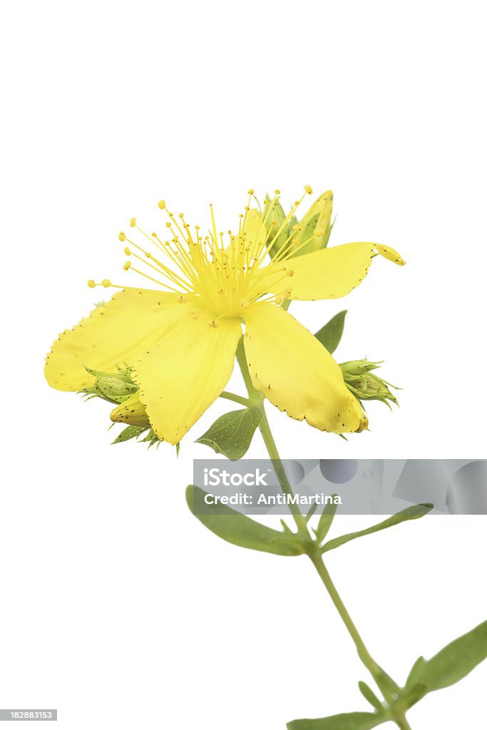 Millepertuis (hypericum perforatum) isolé sur blanc - Photo de Beauté libre de droits