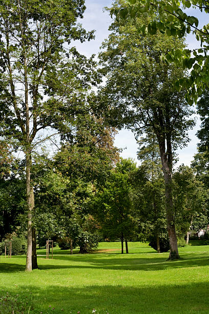 istock Tranquil park scenery in the evening - trees and grass 182883259