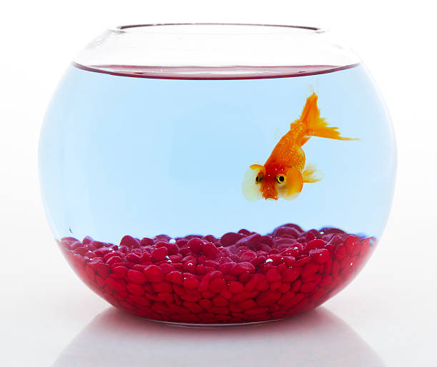 istock lonely goldfish in small fishbowl 182883484