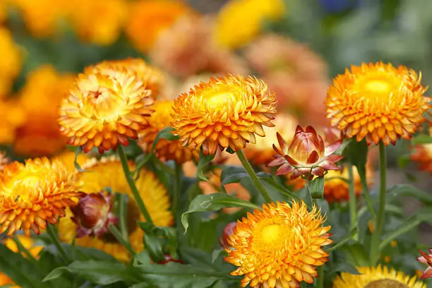 "Strawflowers,Please see more similar pictures of my Portfolio.Thank you!"