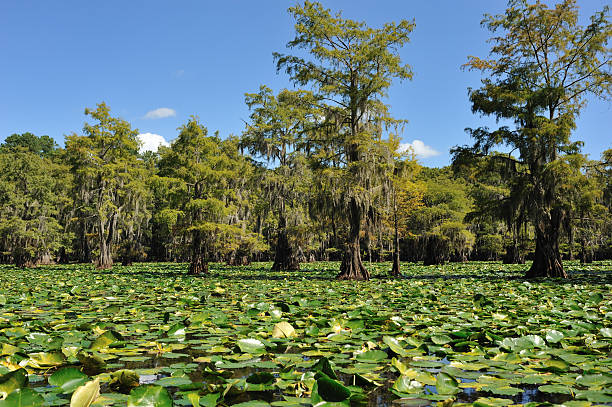 istock Louisiana swamp 182883563
