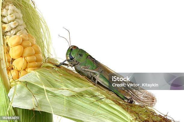 Schädling Stockfoto und mehr Bilder von Agrarbetrieb - Agrarbetrieb, Blatt - Pflanzenbestandteile, Einzelner Gegenstand