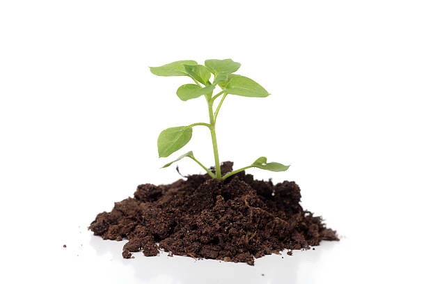 istock Seedling growing from pile of humus soil 182883680