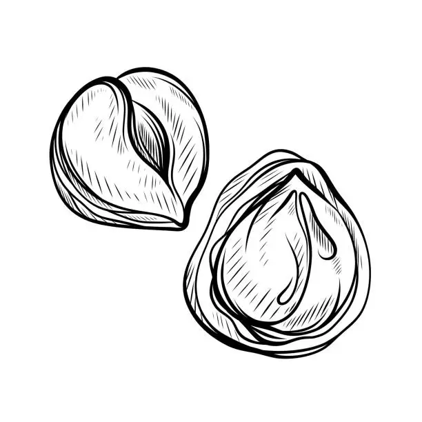 Vector illustration of Hazelnut hand drawn illustrations. Isolated vector nuts.