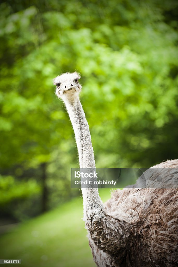 Olá, sou o Avestruz - Royalty-free Animal Foto de stock
