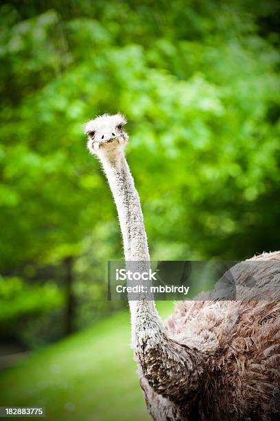 Olá Sou O Avestruz - Fotografias de stock e mais imagens de Animal - Animal, Ao Ar Livre, Avestruz