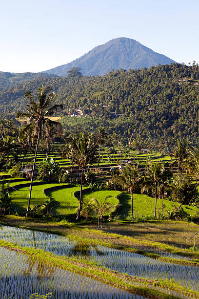istock terraced rice paddy bali indonesia 182883938