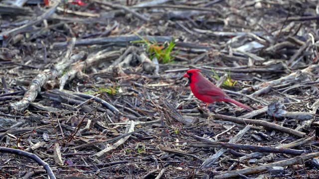 Red Northern Cardinal Bird in the Forest.