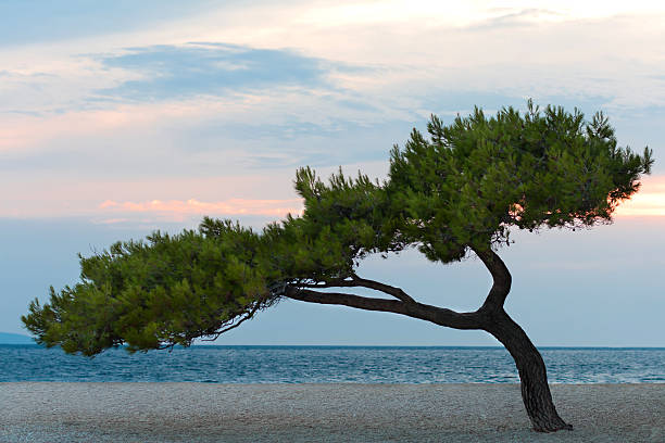Lonely pine on the coast of adriatic sea.