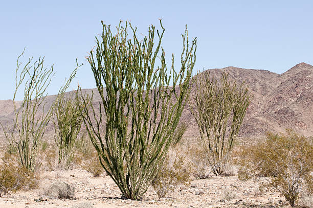 istock ocotillo Fouquieria splendens 182884071