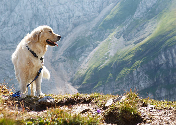 dans les montagnes - pets grass scenics dog photos et images de collection