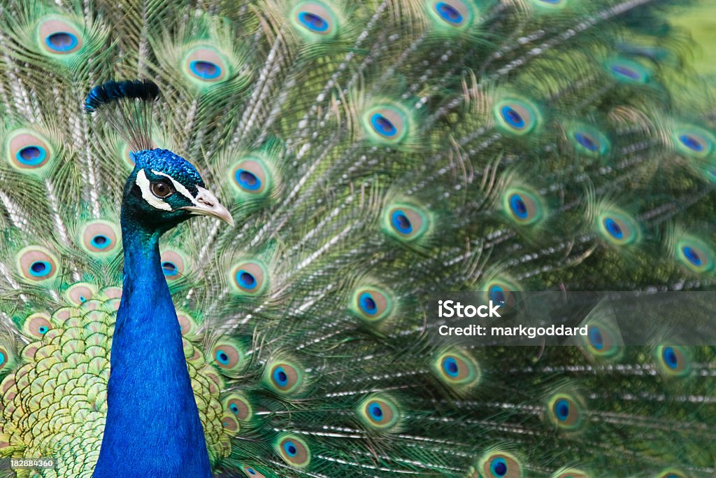 A stunning peacock displaying its feathers  Head of a peacock set against the background of its beautiful tail. Animal Body Part Stock Photo