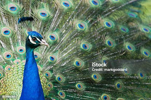 A Stunning Peacock Displaying Its Feathers Stock Photo - Download Image Now - Animal Body Part, Animal Head, Animal Neck