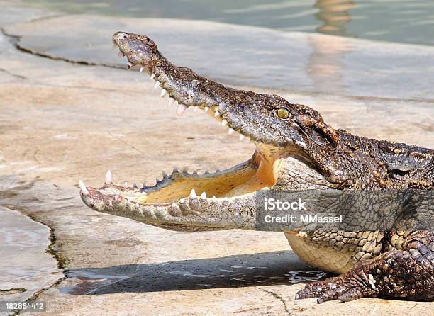 Croc - Fotografie stock e altre immagini di Affamato - Affamato, Animale, Animale selvatico