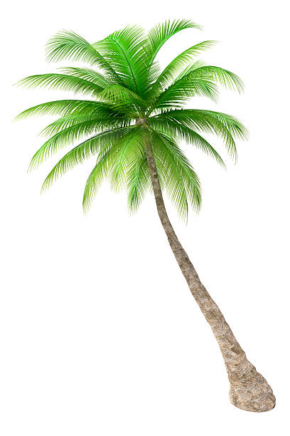Palm tree isolated on white background stock photo