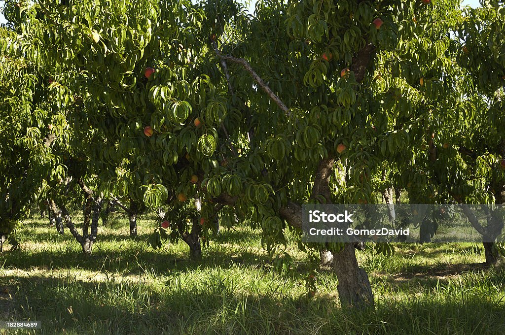 Pesca maturazione frutteto con alberi di frutta - Foto stock royalty-free di Agricoltura