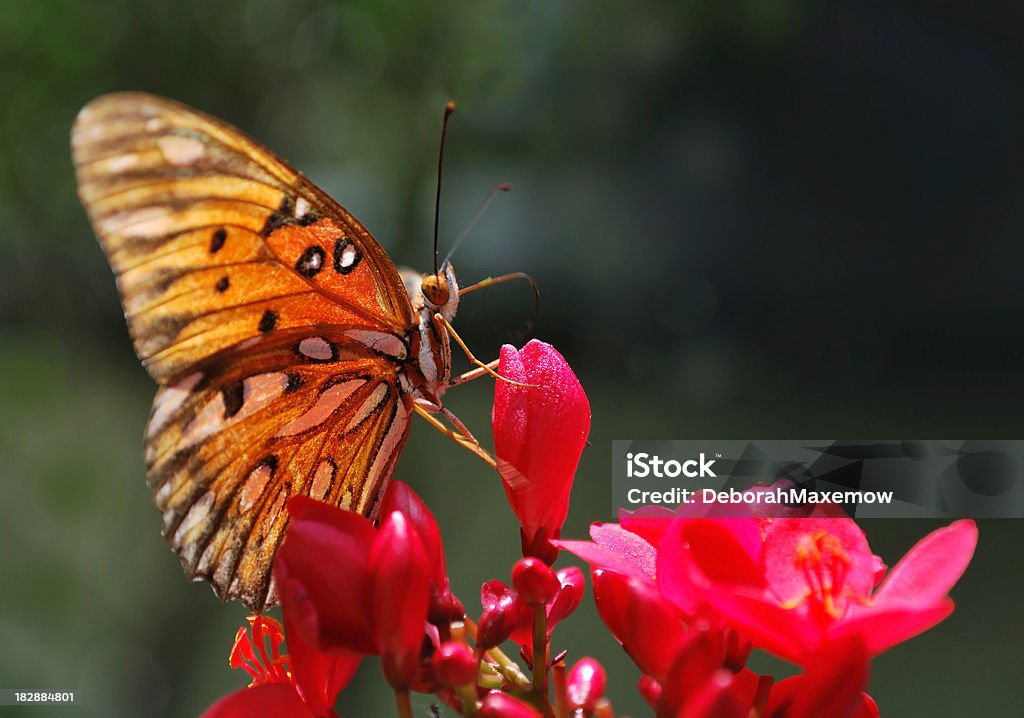 Monarch Butterfly Pollinates jatrofa Drzewo Bloom - Zbiór zdjęć royalty-free (Bez ludzi)