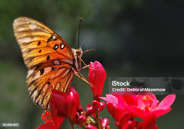 Monarch Butterfly Pollinates Jatrofa Drzewo Bloom - zdjęcia stockowe i więcej obrazów Bez ludzi - Bez ludzi, Bliskie zbliżenie, Botanika