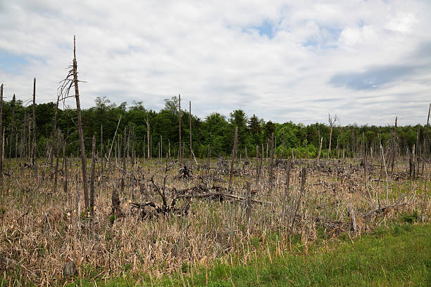 Remaining bare tree skeletons and rotting stumps slowly disintegrate as new ground cover of various bushes and other vegetation slowly infiltrates after a long-ago forest fire in the Adirondack Mountains of Northern New York state wiped out a long-standing section of evergreen forest.
