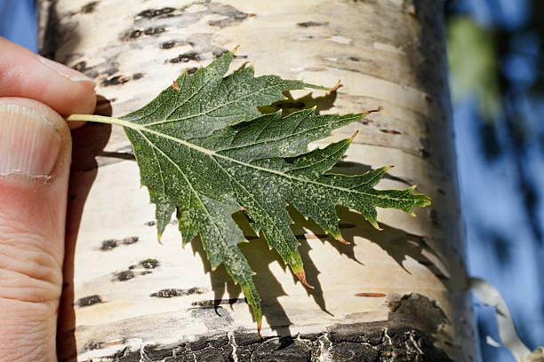Leaf of Swedish cut-leaf birch Betula pendula Dalecarlica stock photo