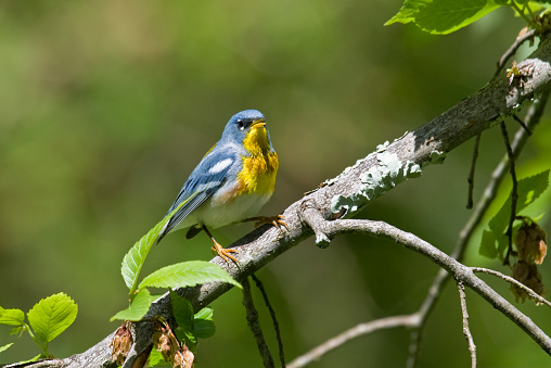 A multi-colored Northern Parula Warbler (Parula pitiayumi) perched on a tree branch.