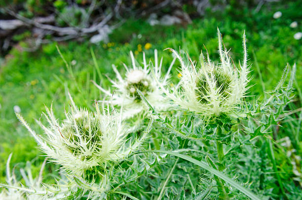 istock Carlina acaulis - Wikipedia 182885063