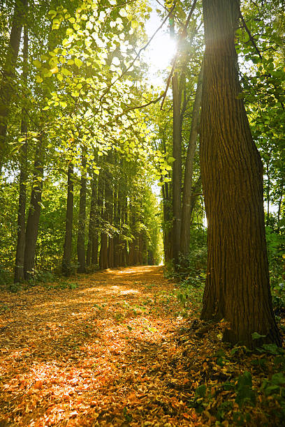 istock Alley in park under sun flare 182885080