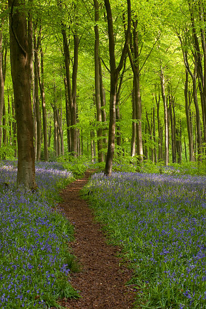 istock Woodland bluebells 182885091