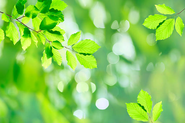 istock Fresh leaves XXXL 182885107
