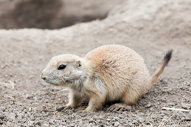 istock Close-up of young groundhog - selective focus on foreground (XXL) 182885141