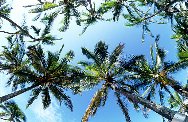 istock USA Hawaii O'ahu, North Shore, Coconut Palms. 182885212
