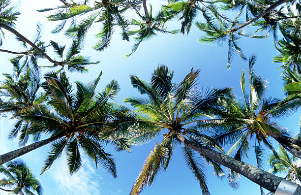 сша гавайи o'ahu, north shore, кокосовые пальмы. - north shore oahu coconut palm tree fish eye lens стоковые фото и изображения