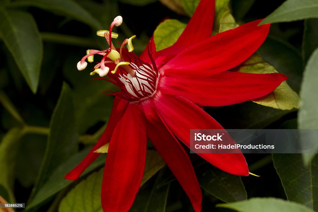 Fiore rosso passione in arboretum - Foto stock royalty-free di Ambientazione esterna