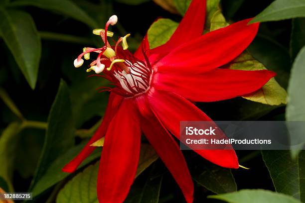Fiore Rosso Passione In Arboretum - Fotografie stock e altre immagini di Ambientazione esterna - Ambientazione esterna, Arboreto, Argentina - America del Sud