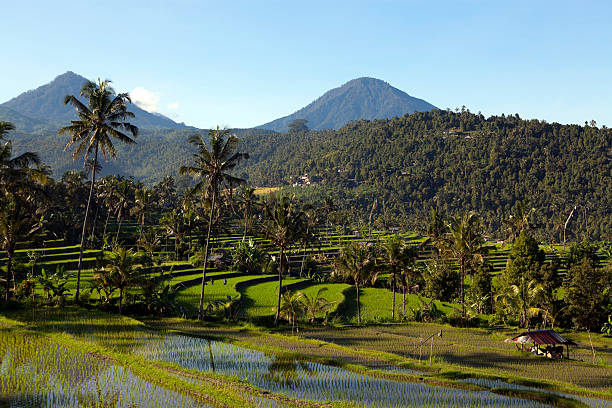istock terraced rice paddy bali indonesia 182885241