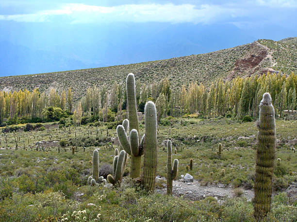 hermoso lugar. - photography north america cactus plant fotografías e imágenes de stock