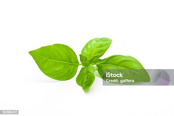 Basilikum Stockfoto und mehr Bilder von Basilikum - Basilikum, Blatt - Pflanzenbestandteile, Einzelner Gegenstand