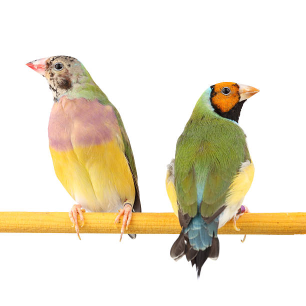 istock Gouldian Finch 182885485