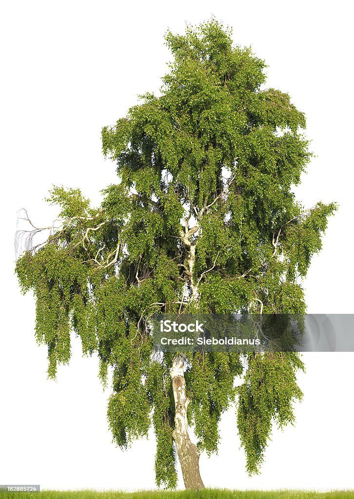 Birch tree (Betula pendula) isolated on white. Huge resolution. Birch Tree (Betula pendula) isolated on white. Huge resolution. Betula pendula Stock Photo