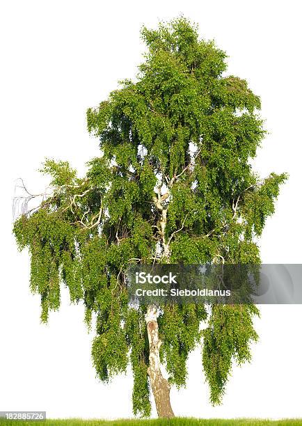 Birch Tree Isolated On White Huge Resolution Stock Photo - Download Image Now