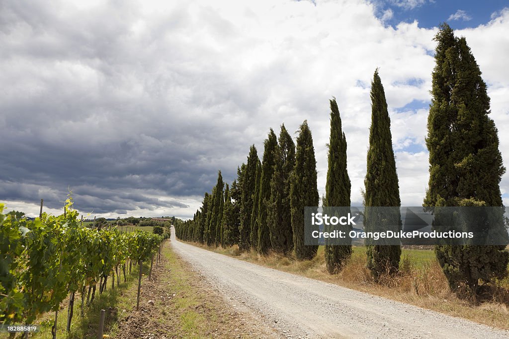 Tuscan Chemin de terre avec les cyprès - Photo de Angle de prise de vue libre de droits