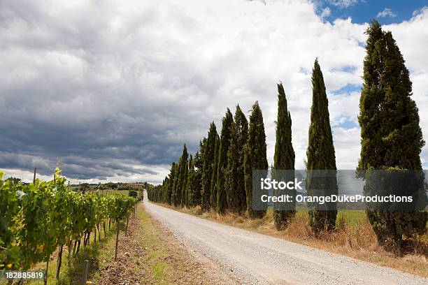 Photo libre de droit de Tuscan Chemin De Terre Avec Les Cyprès banque d'images et plus d'images libres de droit de Angle de prise de vue - Angle de prise de vue, Arbre, Automne